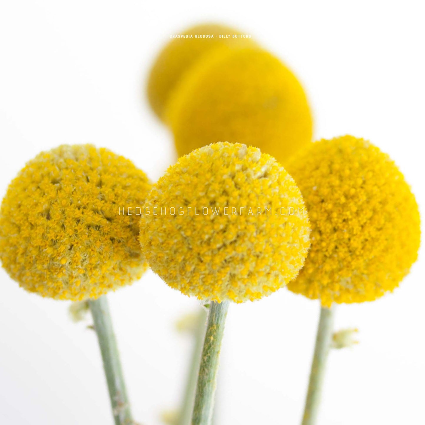 Close-up photo of yellow billy buttons flowers. The flowers are round and fuzzy, with a light green stem. The flowers are arranged in a row, with the closest flower in focus and the others out of focus on a white background.