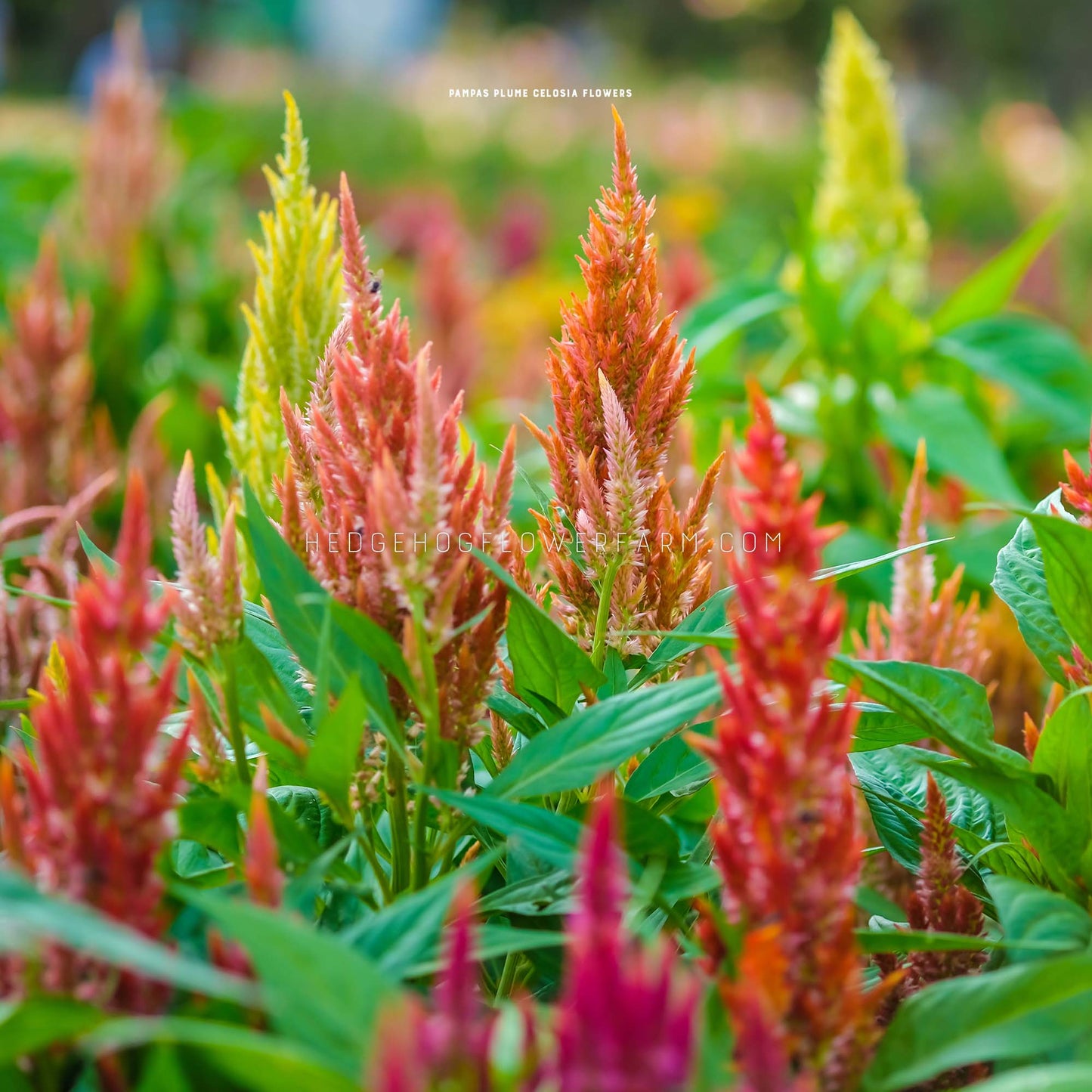 Celosia Pampas Plume Mix for sale from Hedgehog Flower Farm