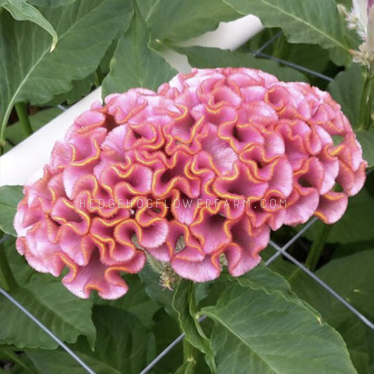 Close-up photo of Celosia Act Pink in bloom showing a top view of a brain shaped flower with orange petal tips surrounded by green foliage.
