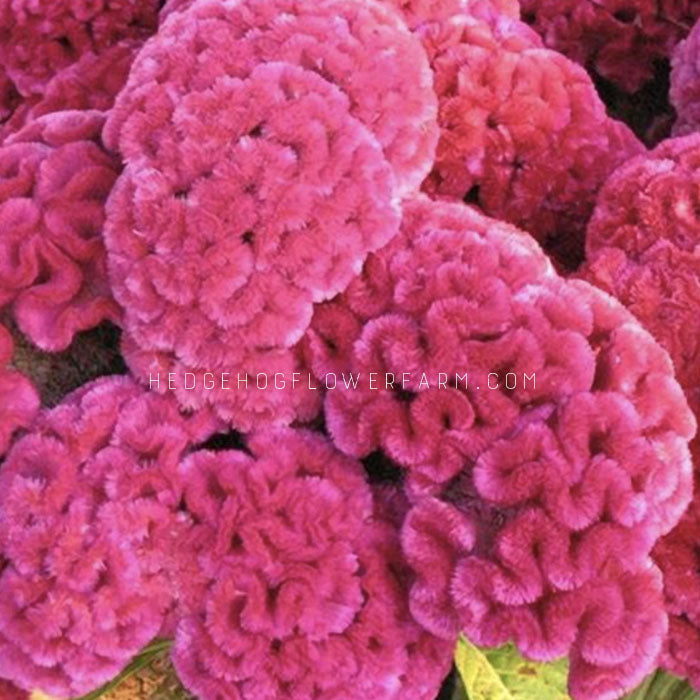 Close-up top view photo of a clustered bunch of celosia Cramers Rose in bloom showing hot pink brain shaped flowers.