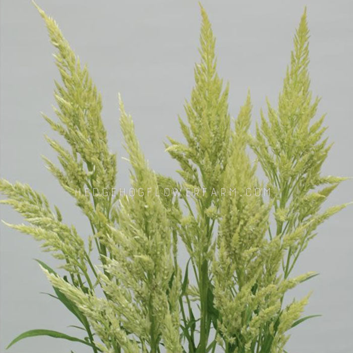 Close-up photo of celosia sylphid lime in bloom showing lime green feathery plumes similar looking to wheat but with a neon lime hue against a grey background.