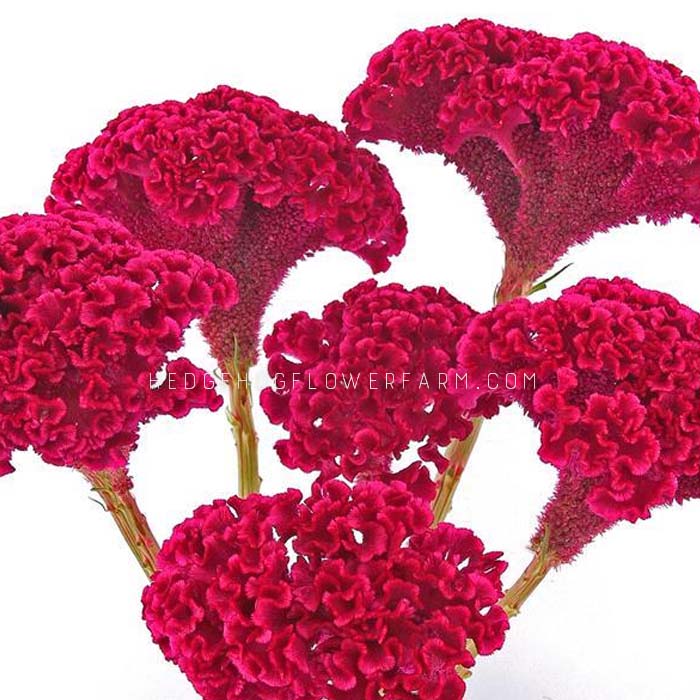 Celosia Tornado Red Seeds