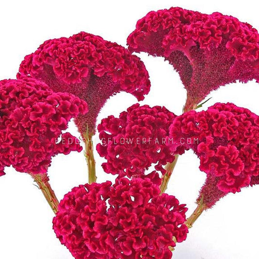 Photo of six Celosia Tornado Red in bloom showing side and top views of deep pink brain shaped blooms giving a very textured look on a solid white background.