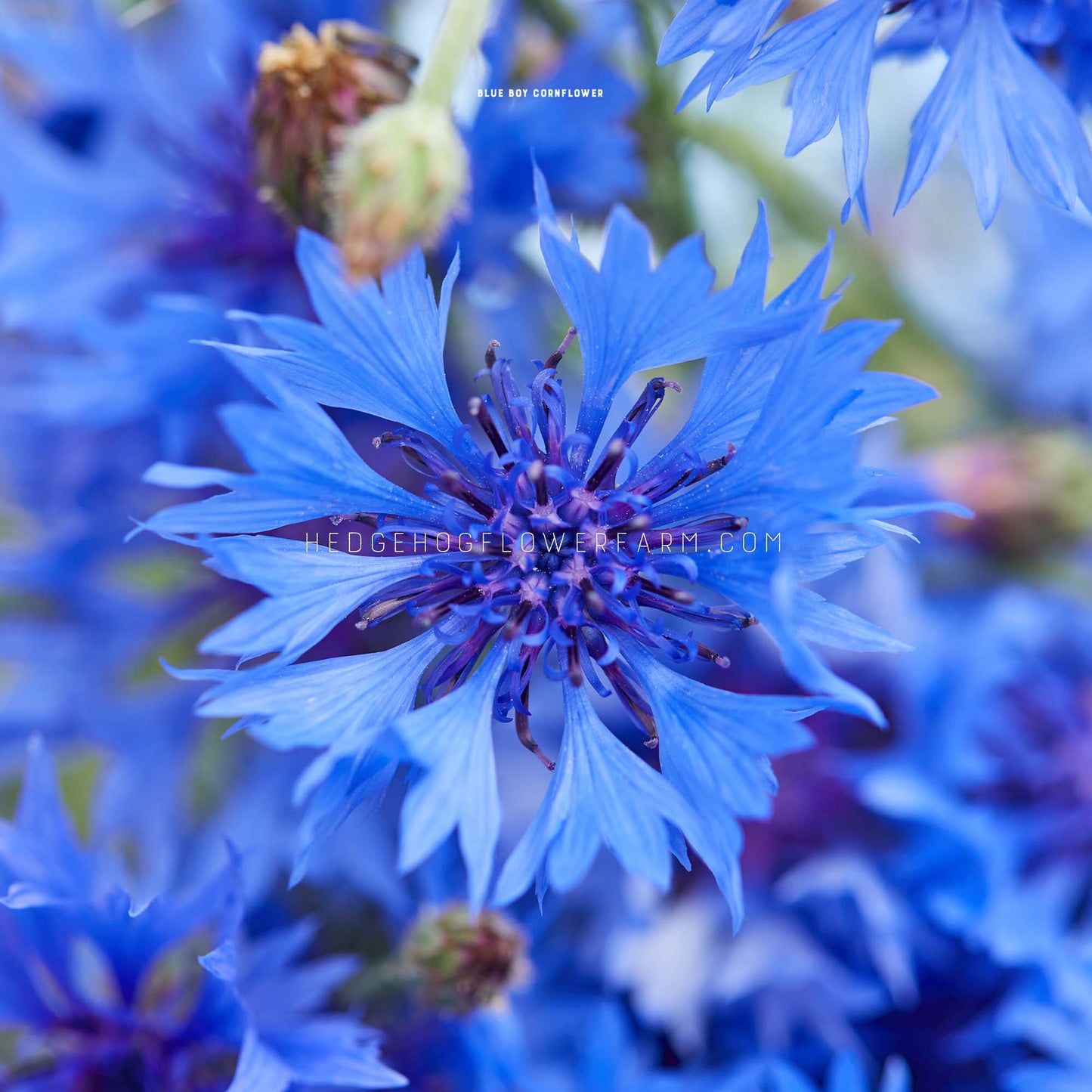 Close-up photo of a single Centaurea Cyanus Blue Boy blooming showing a top view of a single layer of spiky, blue petals with a dark blue center with a blurred background of other flowering centaurea blue boy flowers.