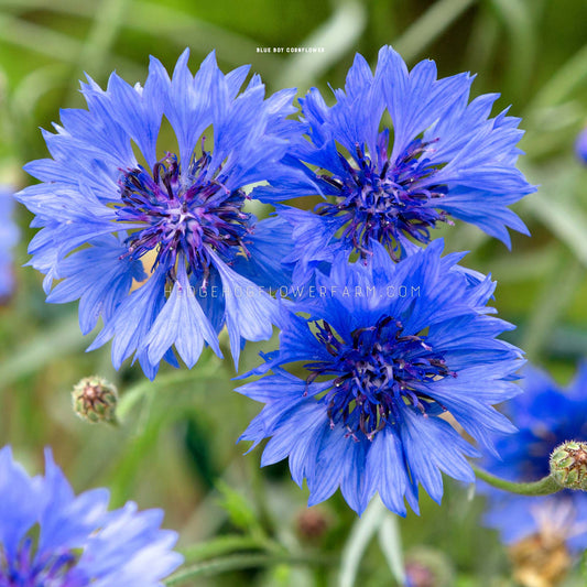 Close-up photo of three Centaurea Cyanus Blue Boy blooming in the garden showing a top view of a single layer of spiky, blue petals with a dark blue center with a blurred garden background.