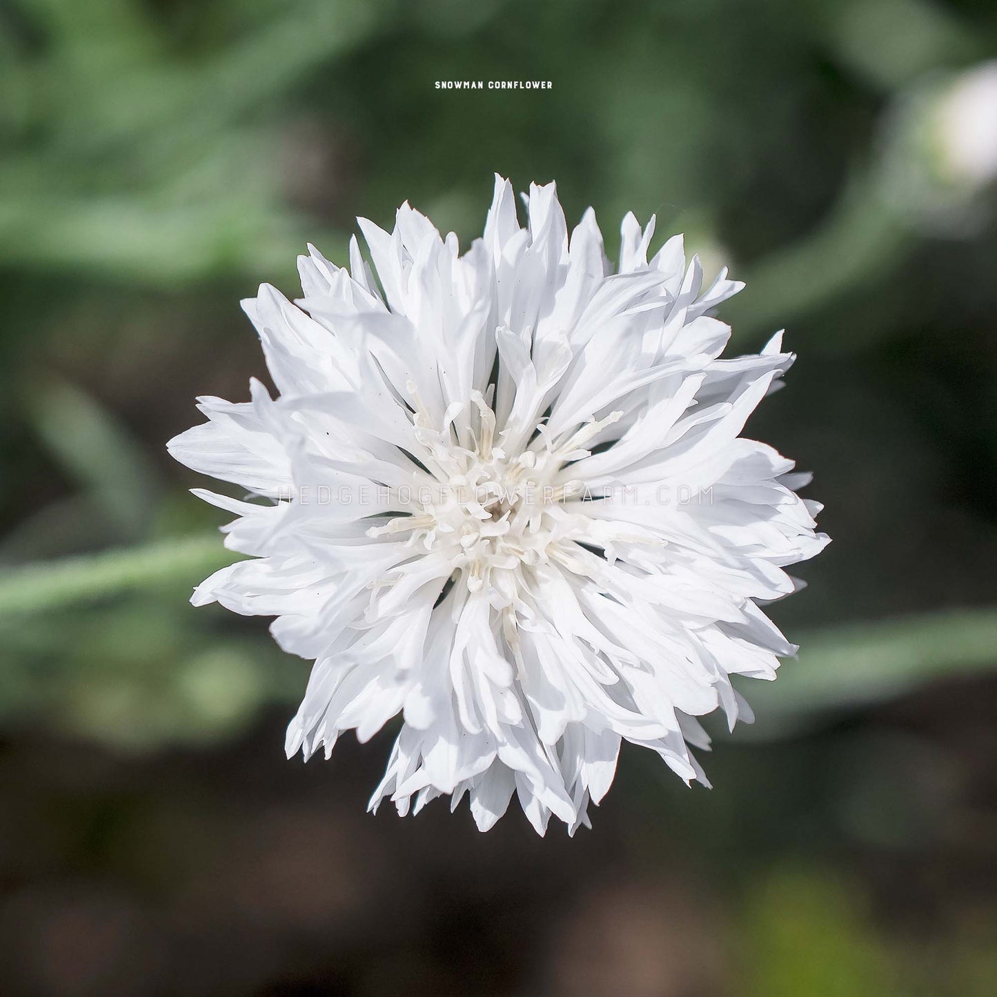 Centaurea Cyanus Snowman Seeds