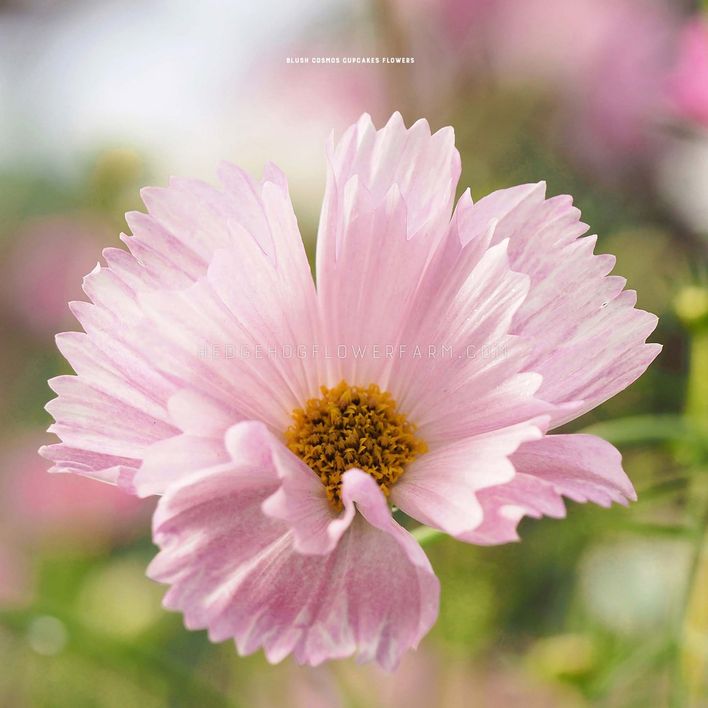 Close-up photo of Cosmos Cupcake Blush in bloom showing thin, pink paper-like petals with spiked edges and a yellow center with a blurred garden background.