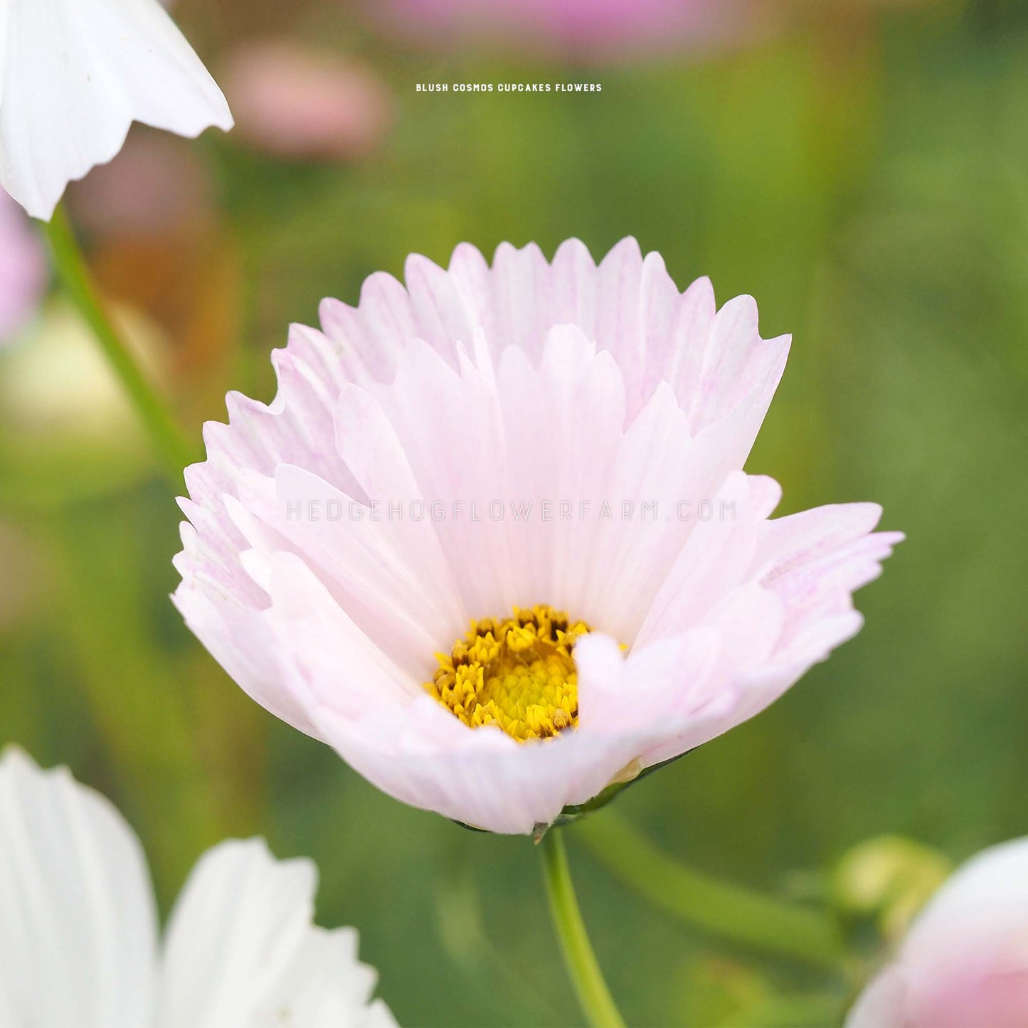Close-up photo of Cosmos Cupcake Blush in bloom showing thin, light pink paper-like petals with spiked edges and a yellow center with a blurred garden background.