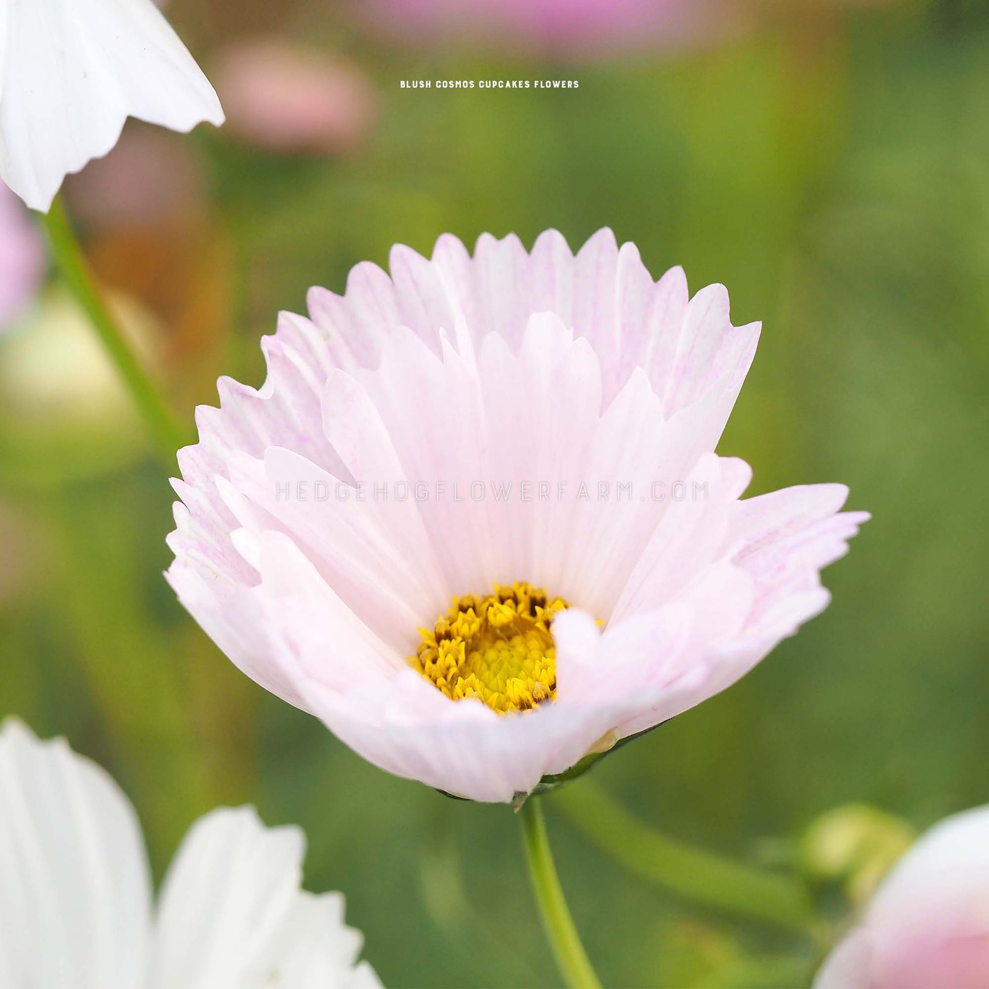 Close-up photo of Cosmos Cupcake Blush in bloom showing thin, light pink paper-like petals with spiked edges and a yellow center with a blurred garden background.
