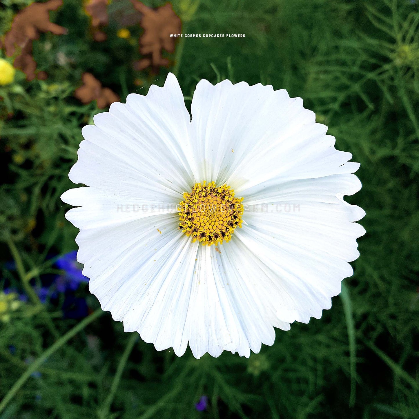 Close up photo of cosmos white cupcakes showing off a big, round, white flower with spiked edges and a yellow center with a garden background