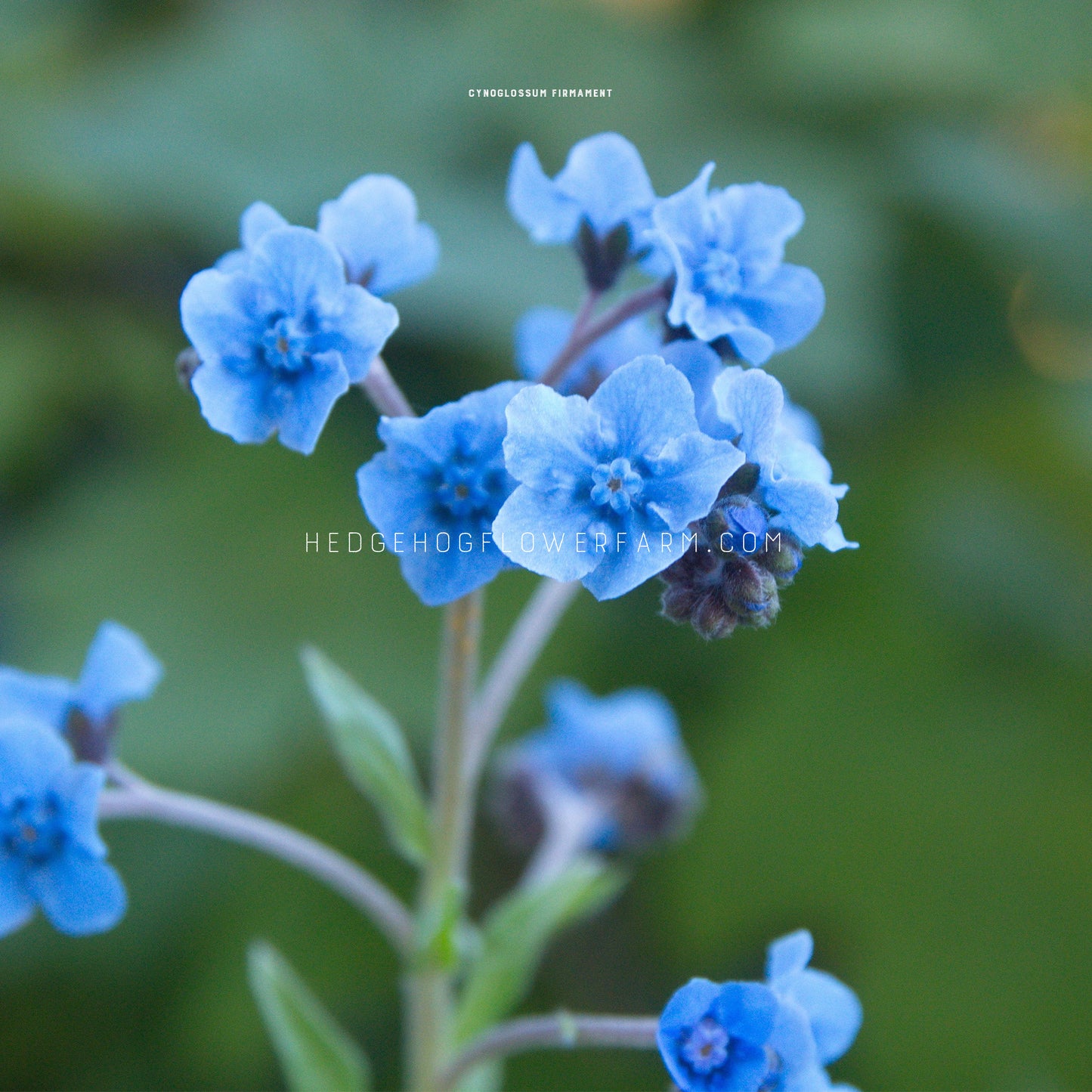 Close-up photo of a firmament branch blooming showing little blue star flowers clustered a top a thin green stem.