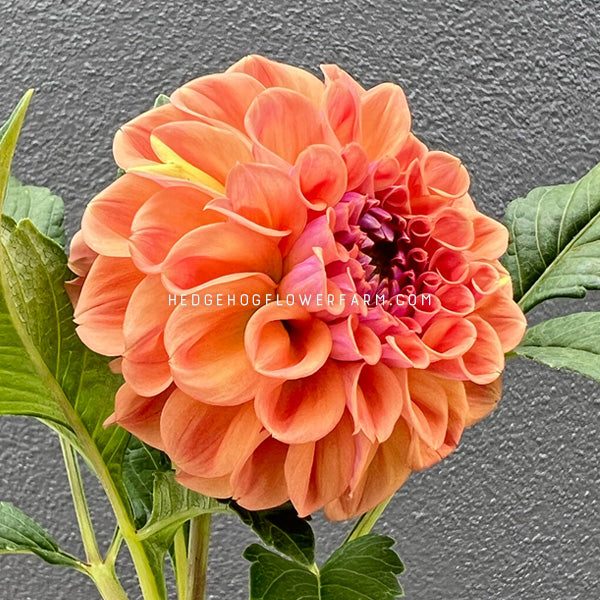 Dahlia - Rooted Cutting - Chewy