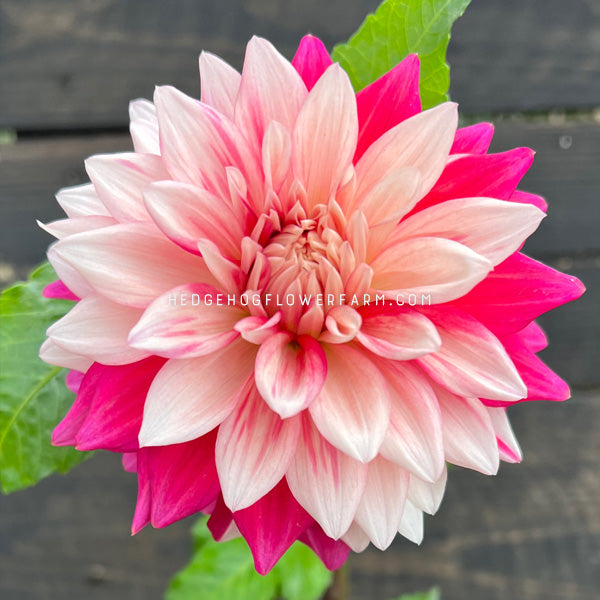 Dahlia - Rooted Cutting - Coseytown Deville