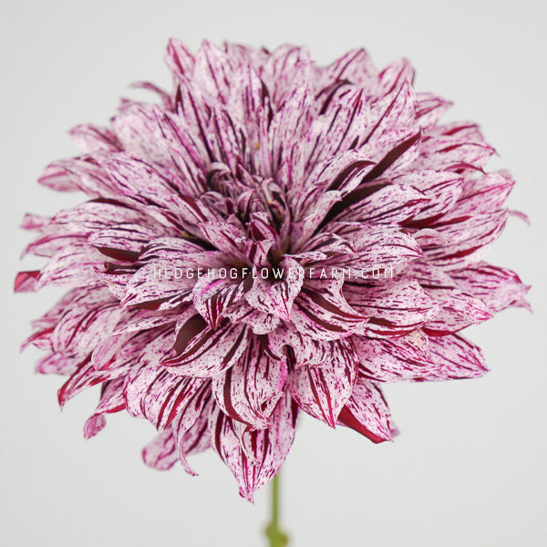 Dahlia - Rooted Cutting - Hollyhill Bewitched