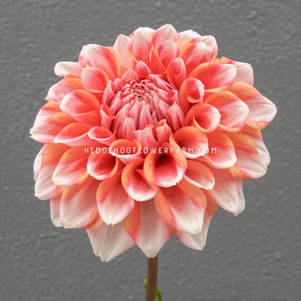 Dahlia - Rooted Cutting - Hollyhill Orange Ice