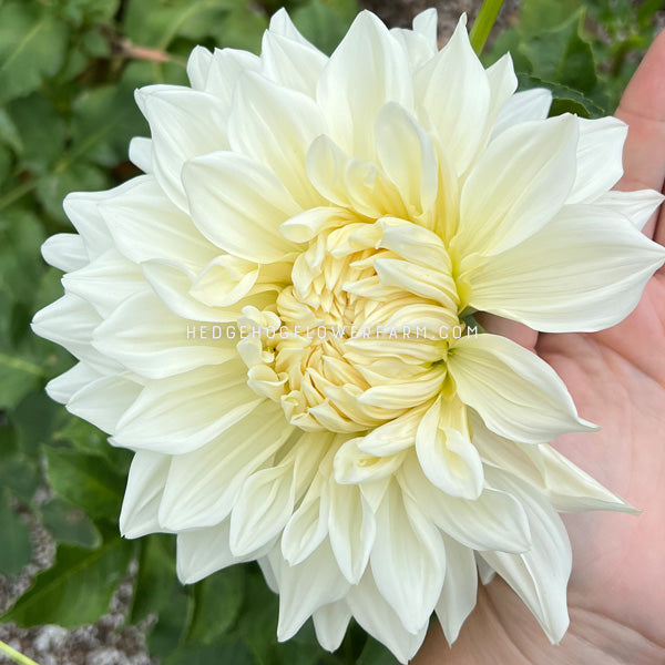 Dahlia - Rooted Cutting - Lula Pattie