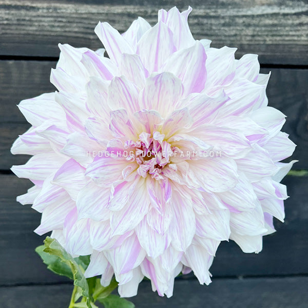Dahlia - Rooted Cutting - Mom's Special