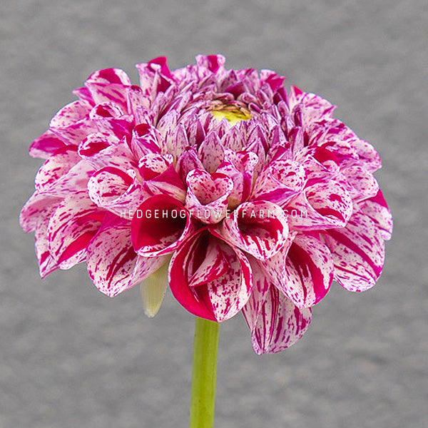 Dahlia - Rooted Cutting - Ms Zelda