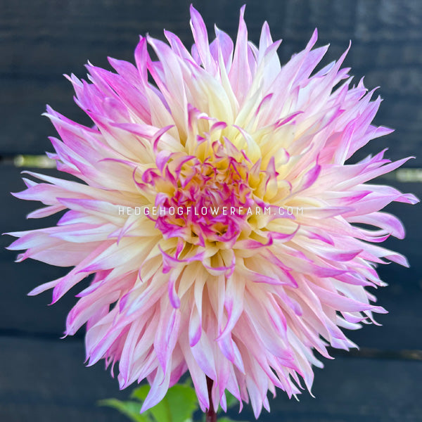Dahlia - Rooted Cutting - Pinelands Princess