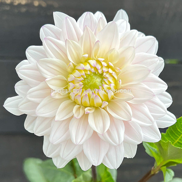Dahlia - Rooted Cutting - Silver Years
