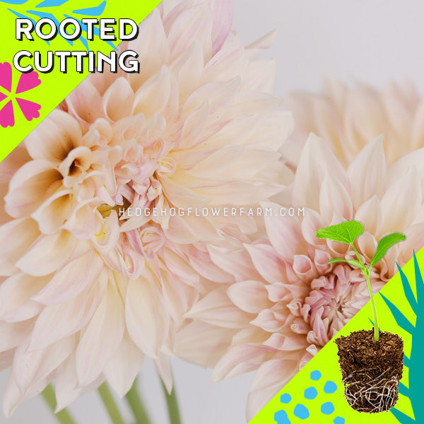 Dahlia - Rooted Cutting - Cafe Au Lait