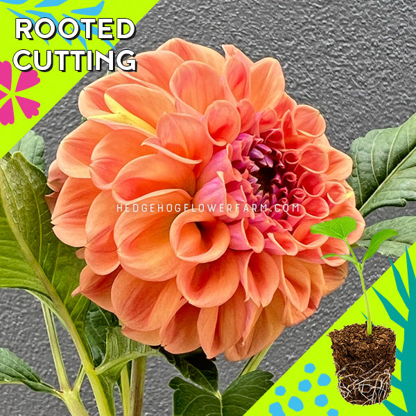 Dahlia - Rooted Cutting - Chewy