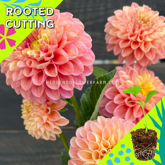 Dahlia - Rooted Cutting - Coseytown Peach Donut