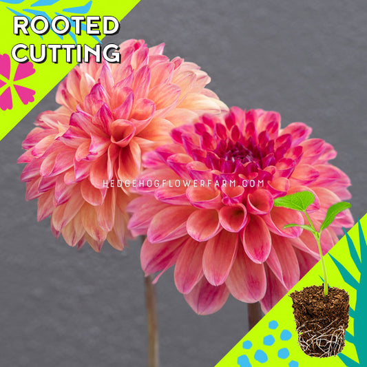 Dahlia - Rooted Cutting - Coseytown Penny