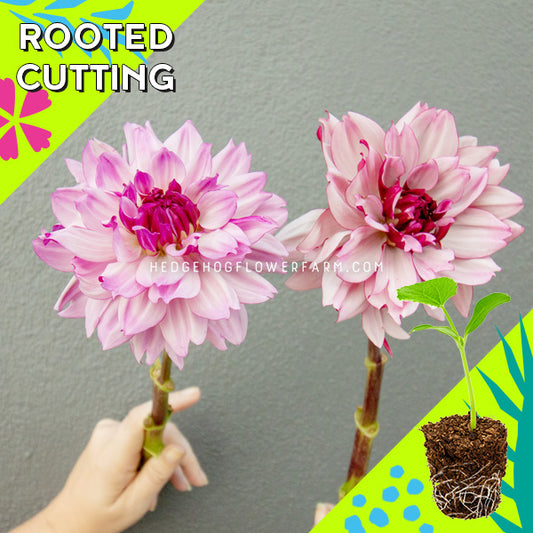 Dahlia - Rooted Cutting - Creme De Cassis