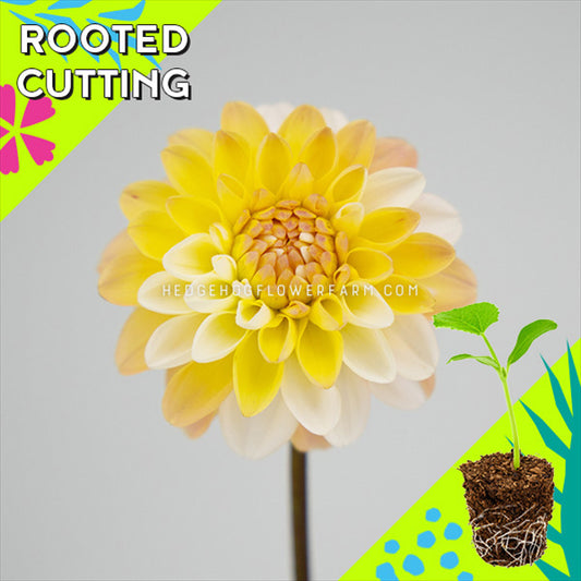 Dahlia - Rooted Cutting - Double Jill
