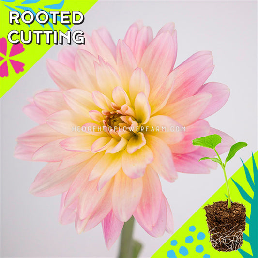 Dahlia - Rooted Cutting - Gerrie Hoek