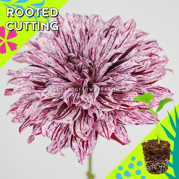 Dahlia - Rooted Cutting - Hollyhill Bewitched