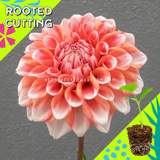 Dahlia - Rooted Cutting - Hollyhill Orange Ice