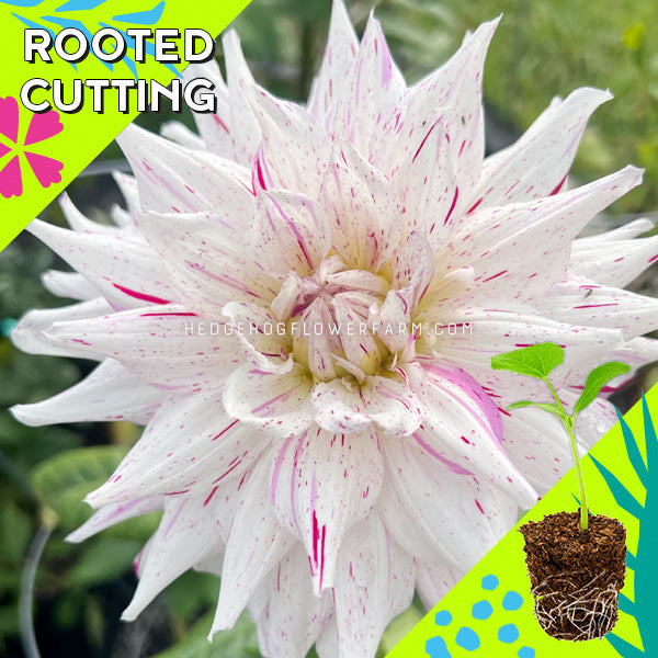 Dahlia - Rooted Cutting - Mick's Peppermint