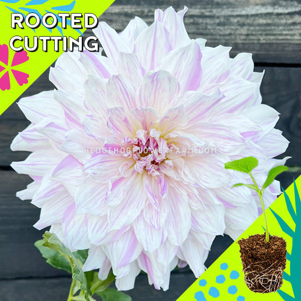 Dahlia - Rooted Cutting - Mom's Special