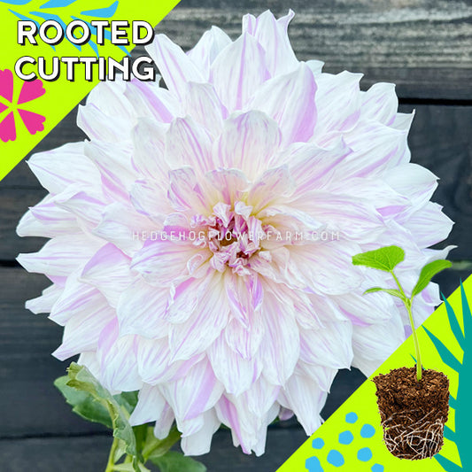 Dahlia - Rooted Cutting - Mom's Special