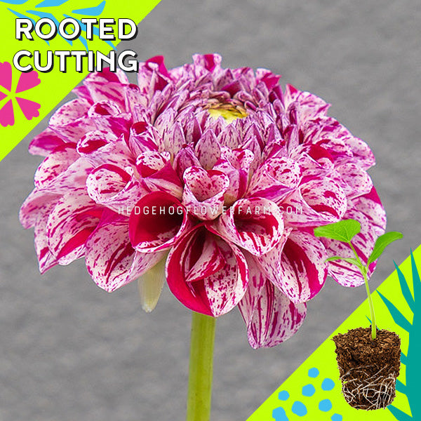 Dahlia - Rooted Cutting - Ms Zelda