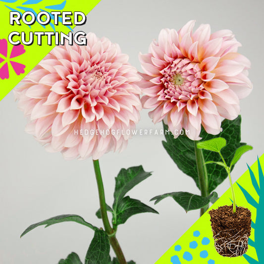 Dahlia - Rooted Cutting - Peaches N Cream