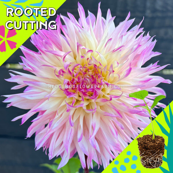 Dahlia - Rooted Cutting - Pinelands Princess
