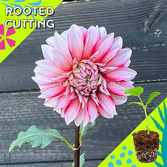 Dahlia - Rooted Cutting - Santa Claus