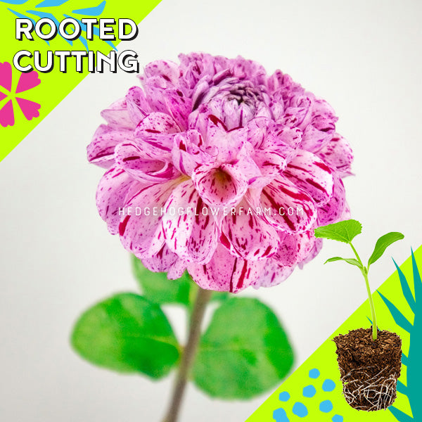 Dahlia - Rooted Cutting - Snoho Les