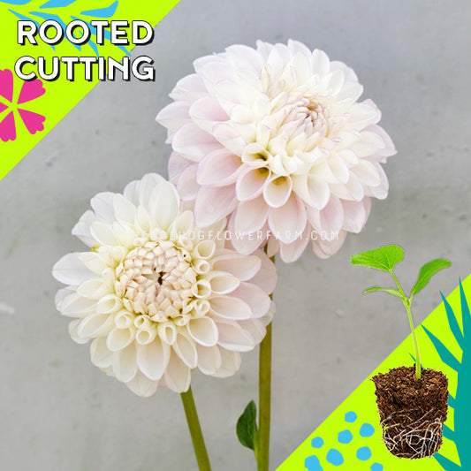 Dahlia - Rooted Cutting - Snoho Sonia