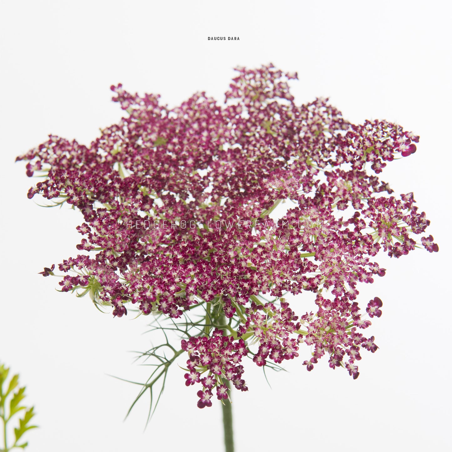 Close-up photo of Daucus Dara in bloom showing a umbel cluster of tiny flowers blooming in shades of red, purple and brown against a white background.