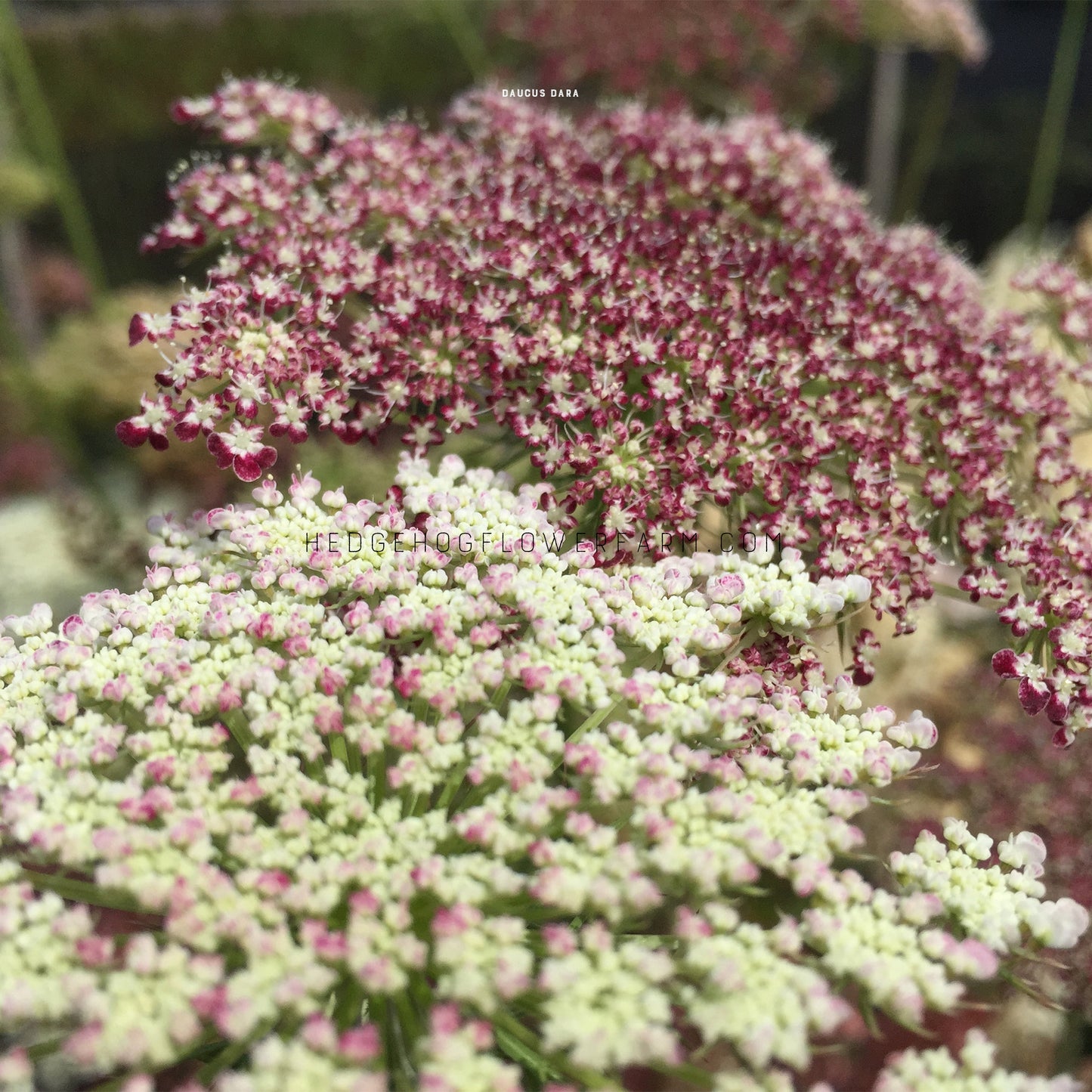 Close-up photo of two Daucus Dara in bloom showing umbel clusters of tiny flowers blooming with one in shades of red, purple and brown and the other showing off pink and white blooms with other daucus flowering in the background.