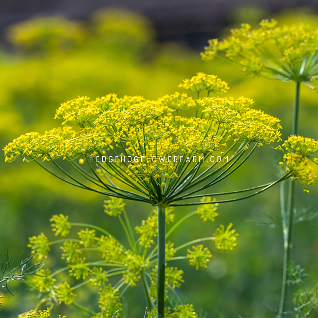 Closeup of a dill bouquet flowerhead blooming showing clusters of yellow flowers atop a bunch of skinny green stems connected to one tall stem holding the flower head up