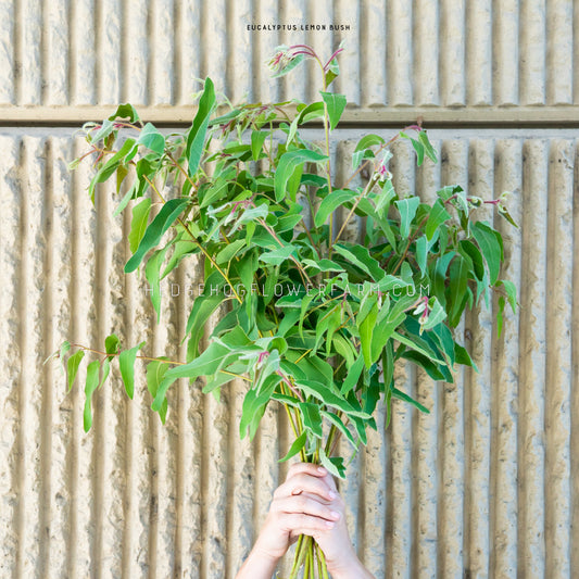 Bouquet of Lemon Bush Eucalyptus being held up against a beige slotted background showing long, narrow, green leaves on skinny green and red stems.