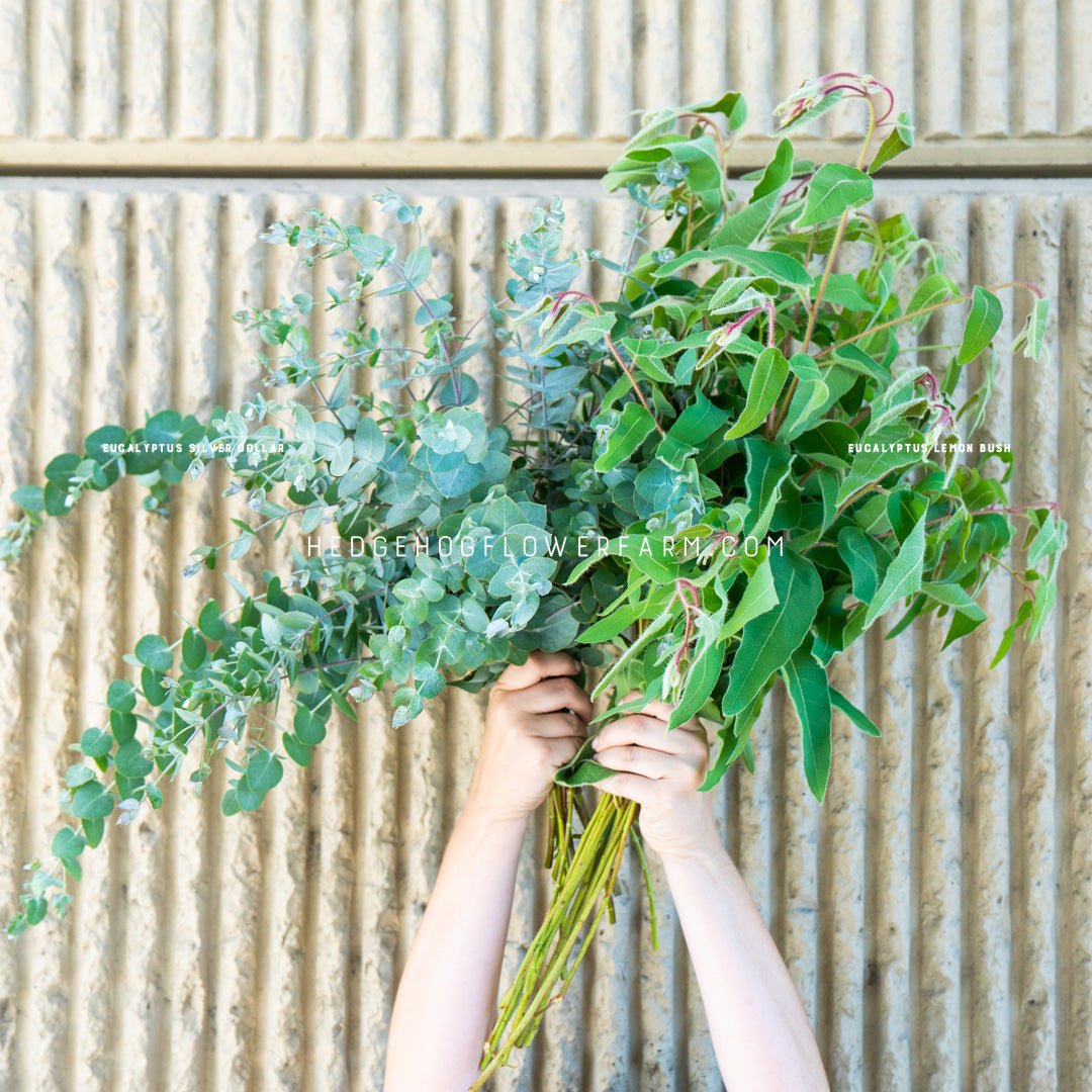 Eucalyptus Silver Dollar Seeds (eucalyptus cinerea)