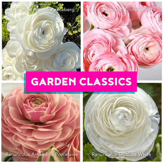 Collage of white and pink ranunculus flowers with 'Garden Classics' text showing half clone iceberg, half clone juliette, amandine porcelaine and tecolote white ranunculus