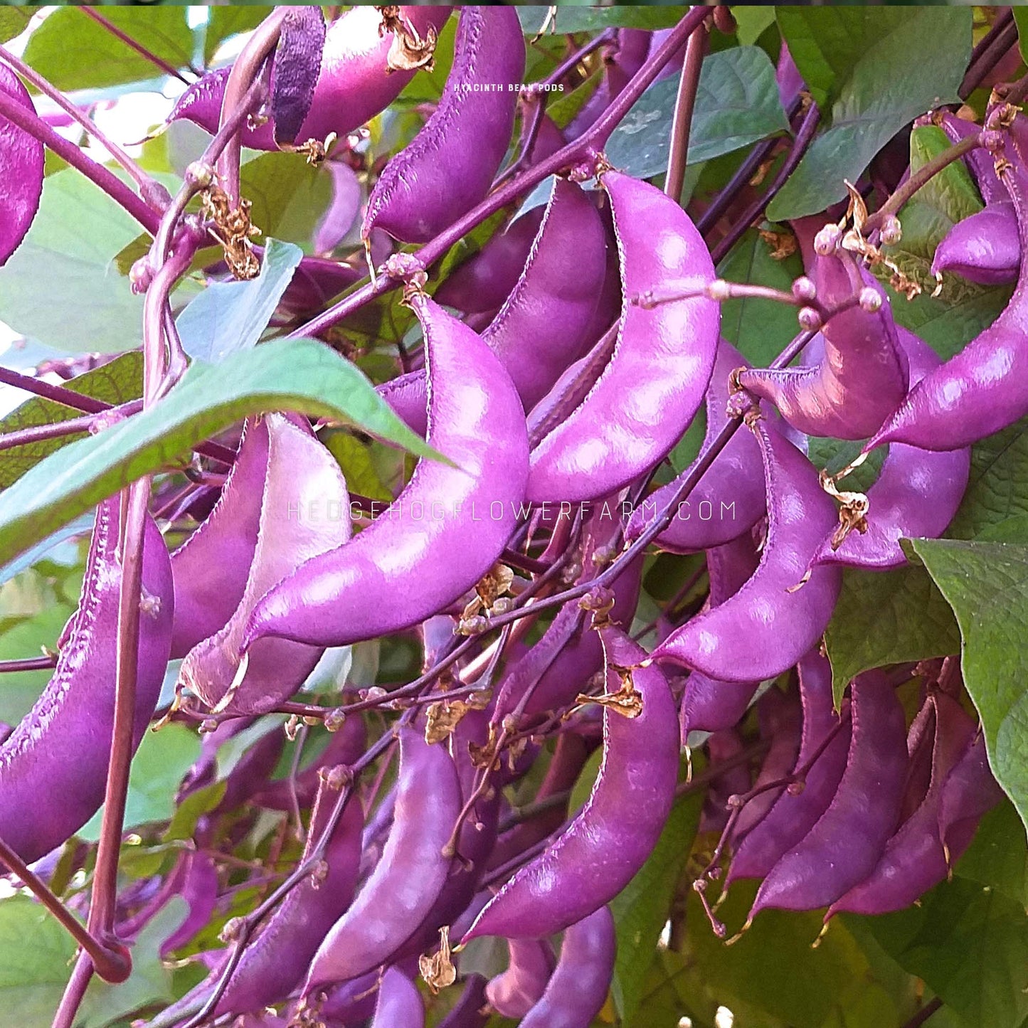 Purple hyacinth beans hanging from a vine. The beans are long and slender, with a deep purple color. They are growing on a vine with green leaves.