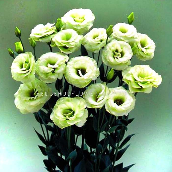 A bouquet of Arena 3 Green Lisianthus in different stages of bloom showing pastel green rose like petals on green stems on a green and blue background.